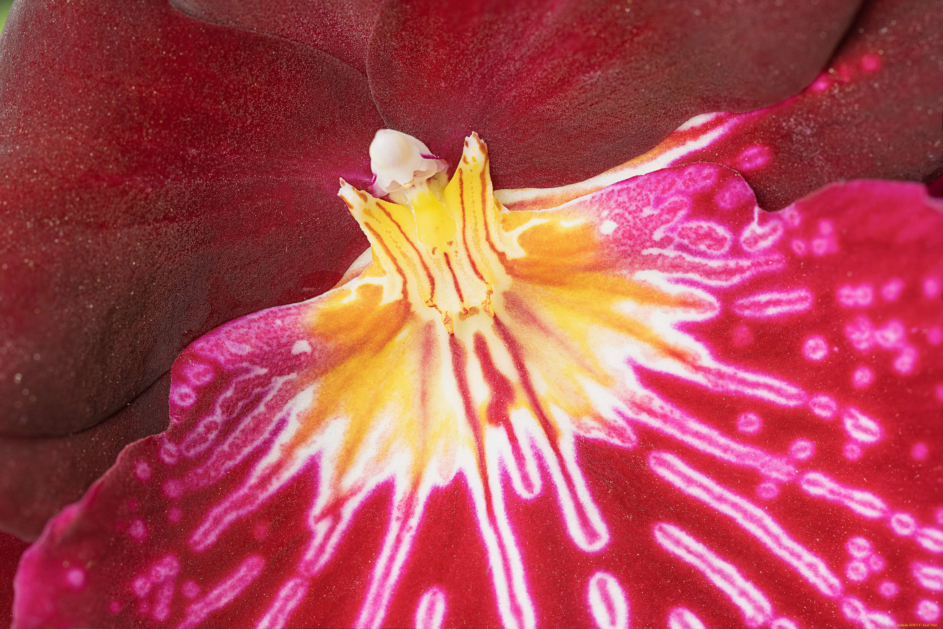 цветы, орхидеи, макро