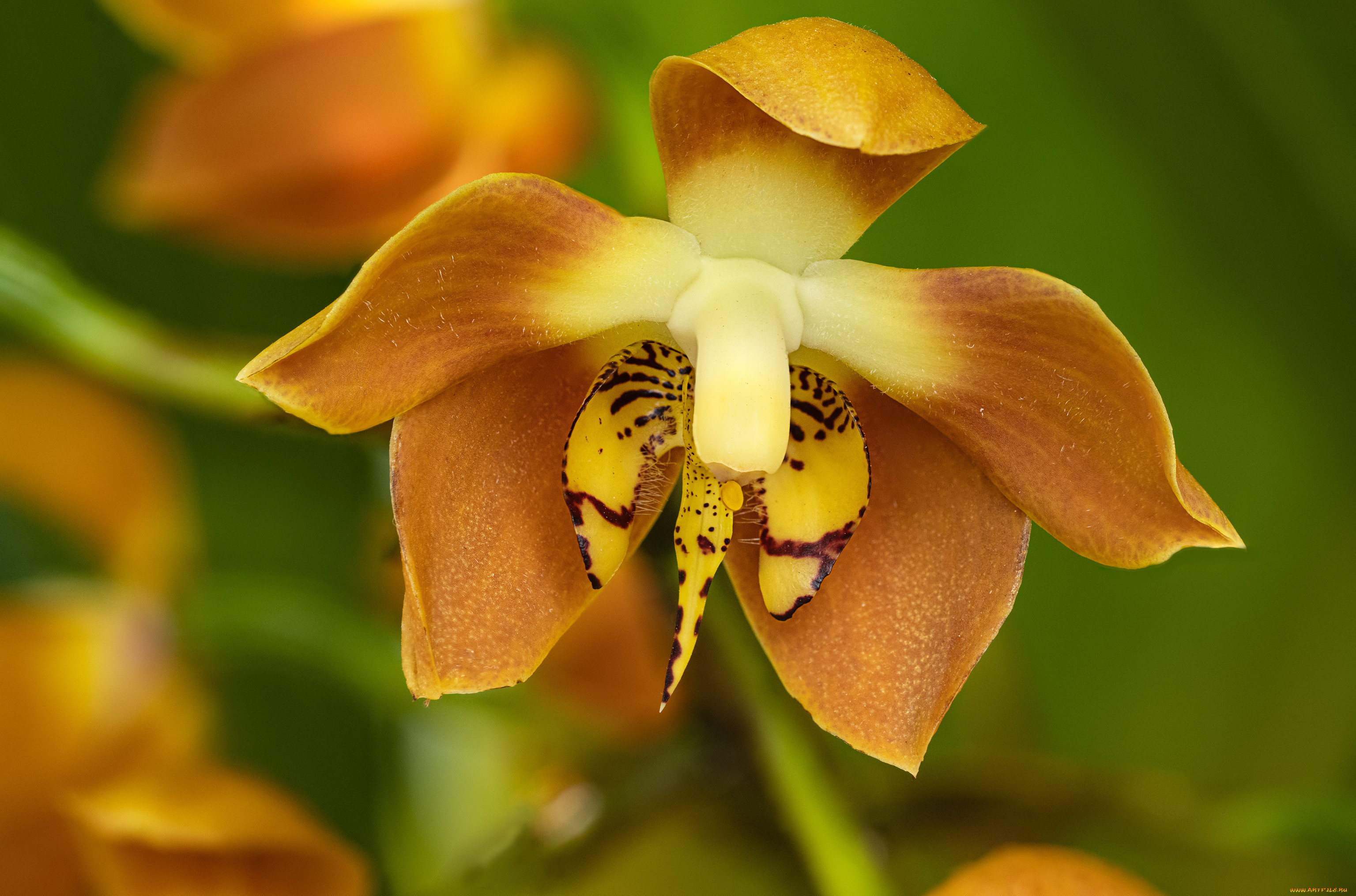 цветы, орхидеи, орхидея