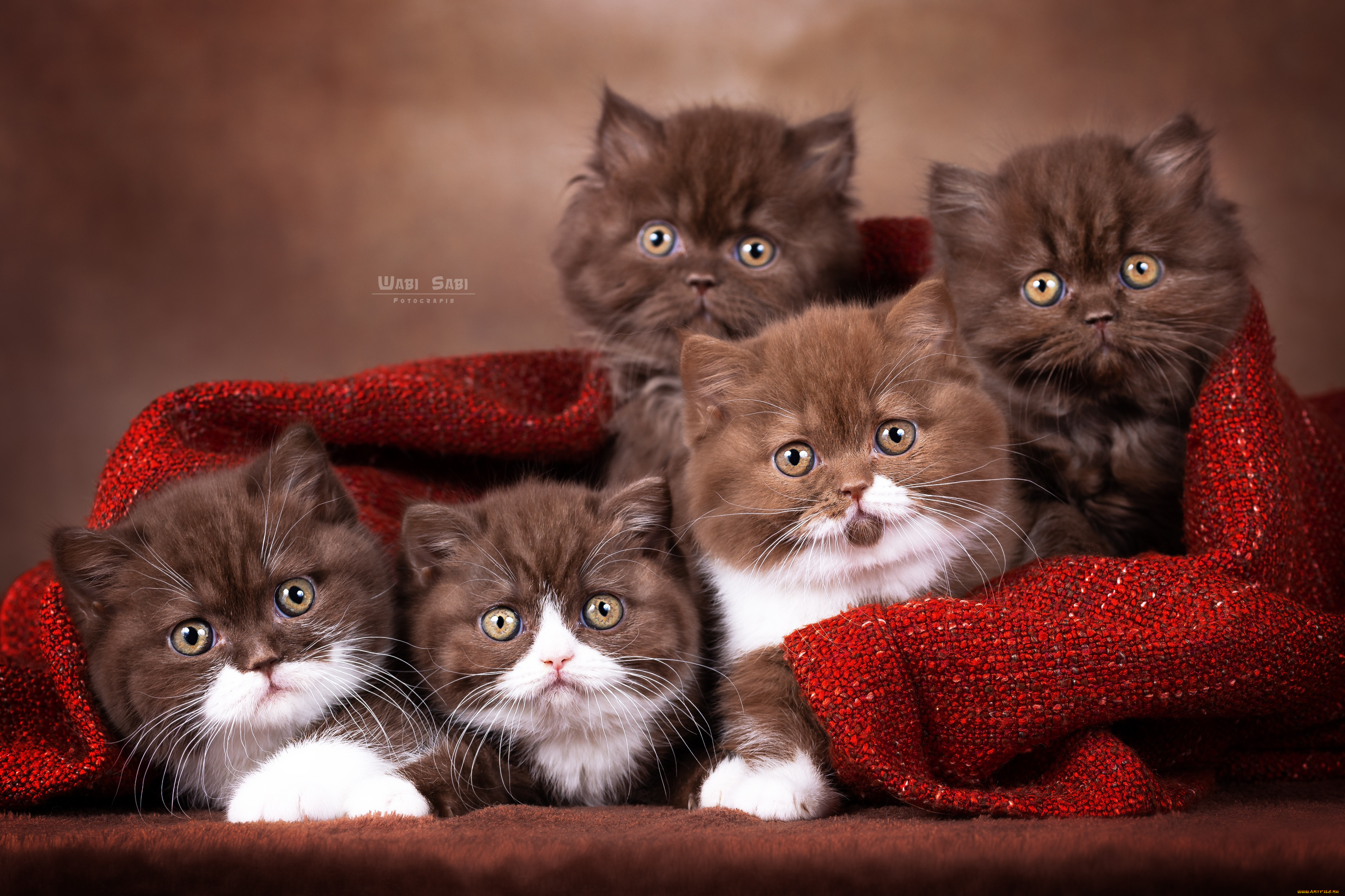 животные, коты, кот, кошка