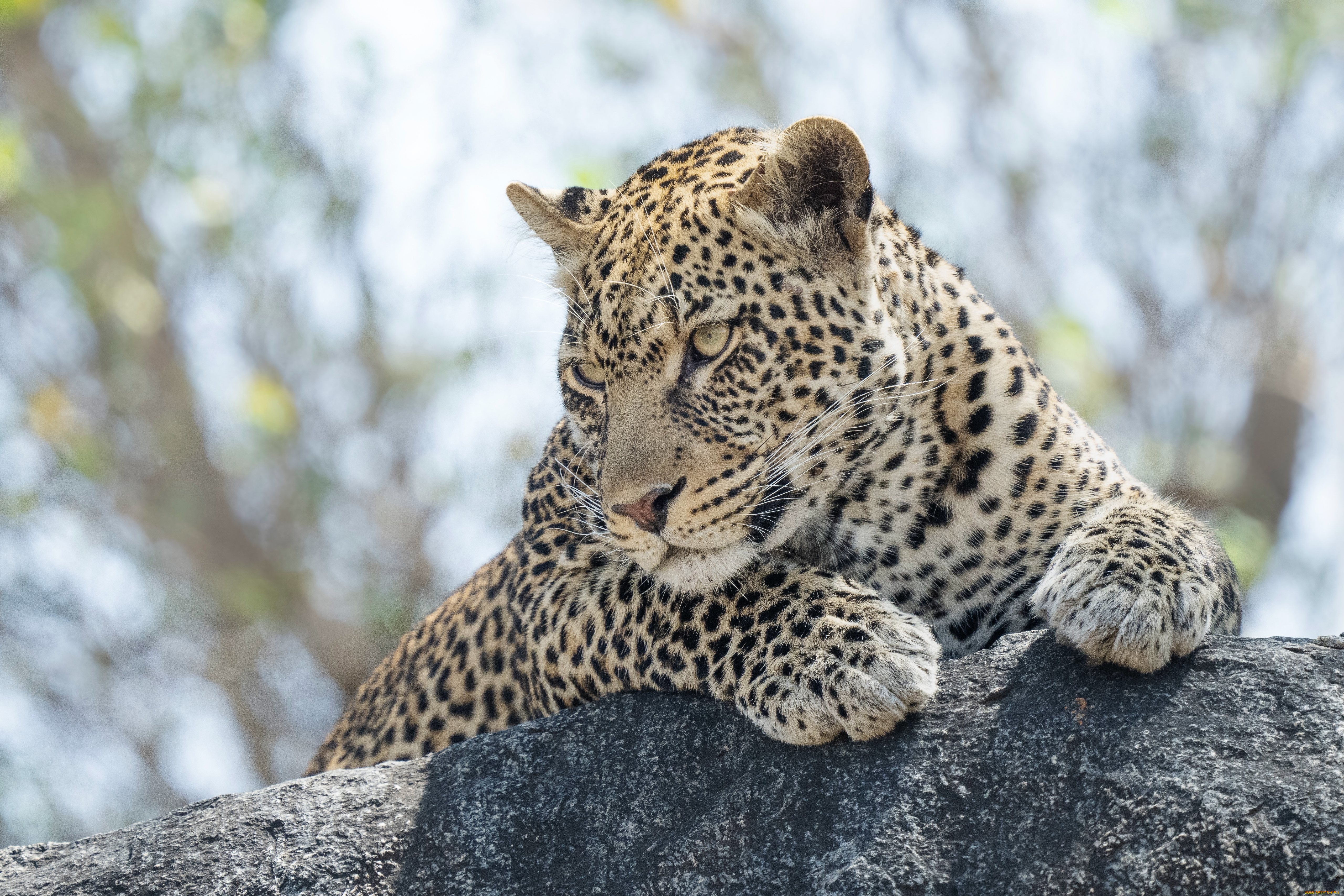 животные, леопарды, леопард