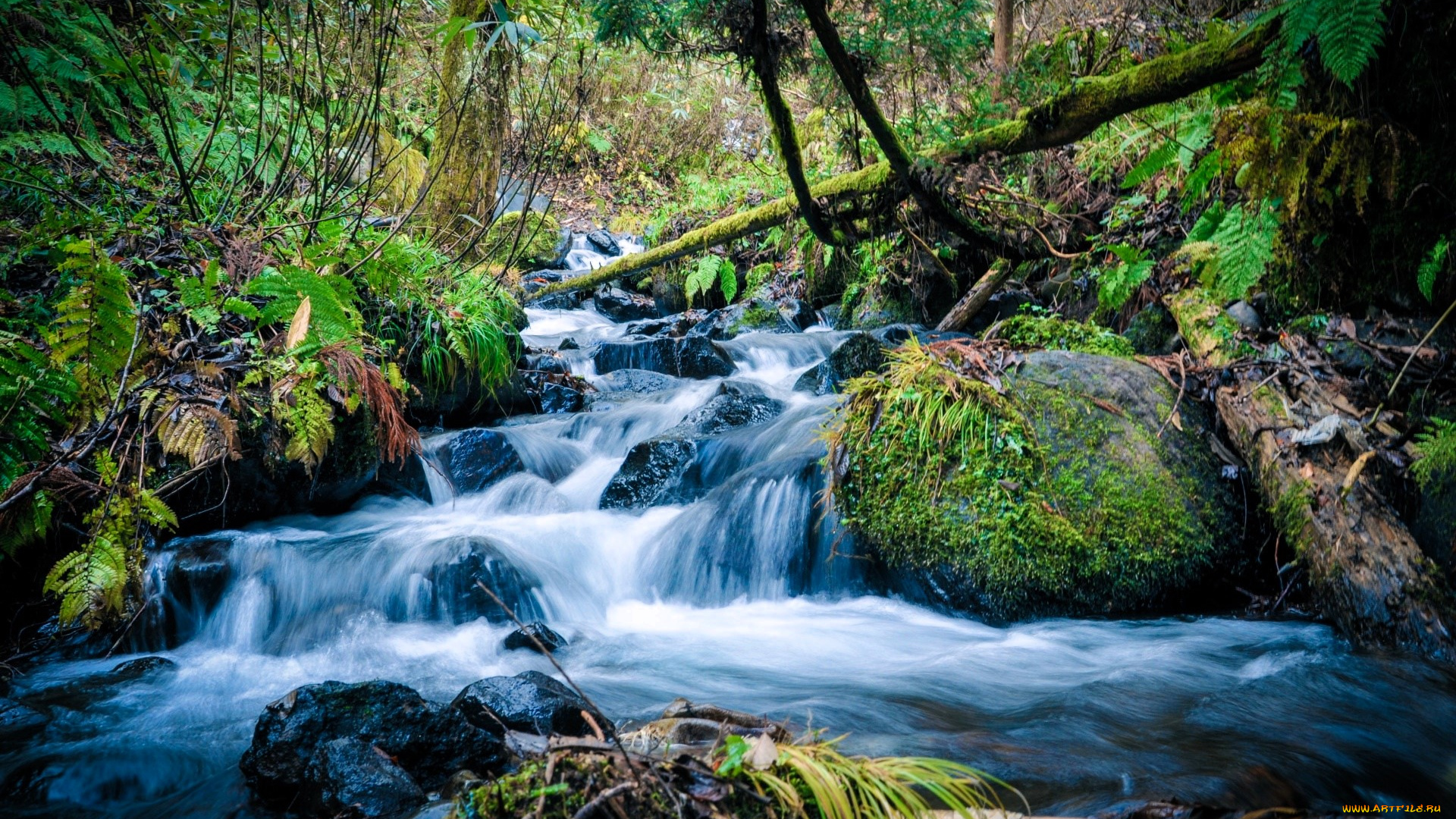 природа, реки, озера, лес, кусты, трава, камни, поток, ручей