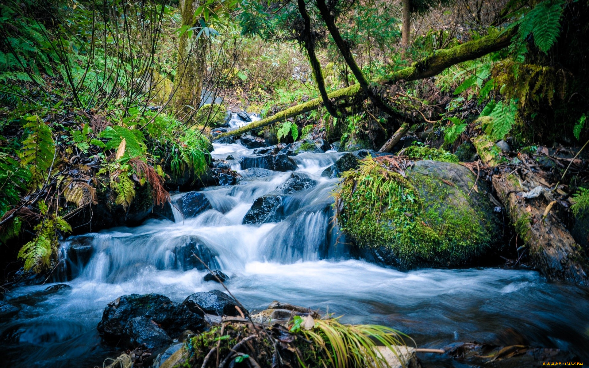 природа, реки, озера, лес, кусты, трава, камни, поток, ручей