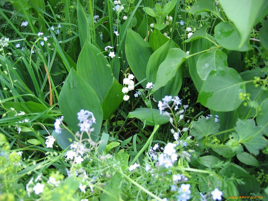 ландыши, цветы, луговые, полевые