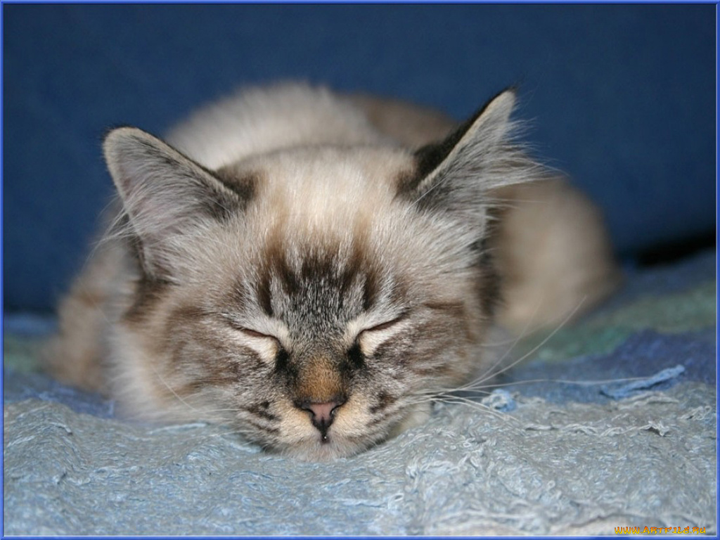 животные, коты