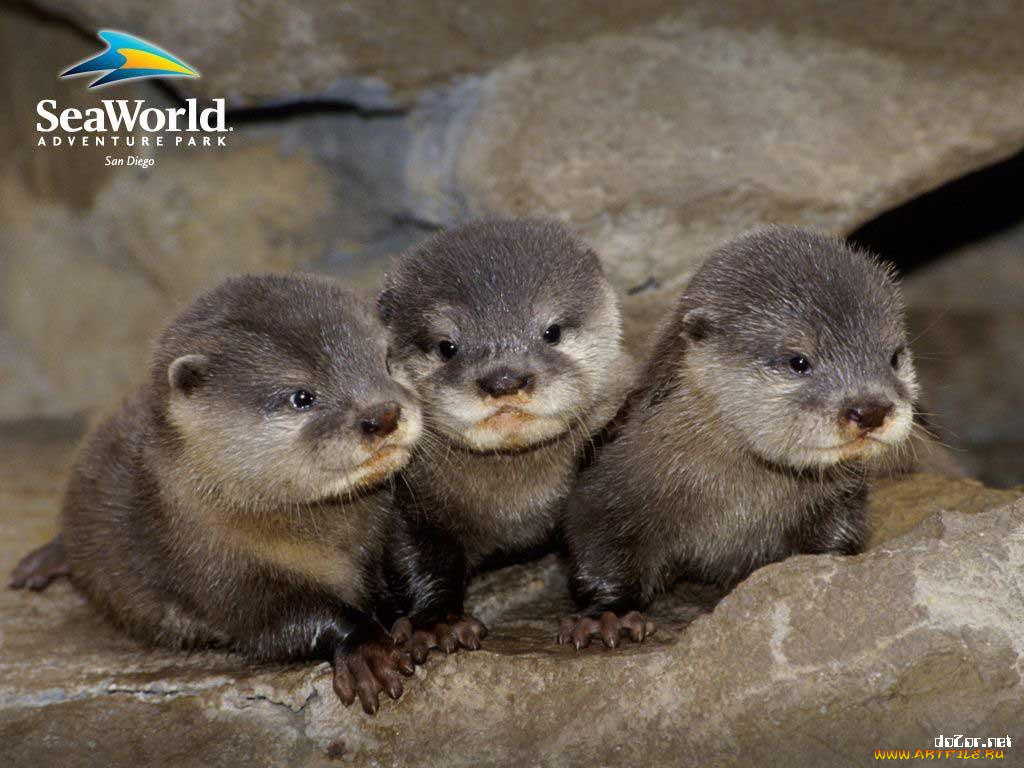 животные, выдры, каланы, ондатры