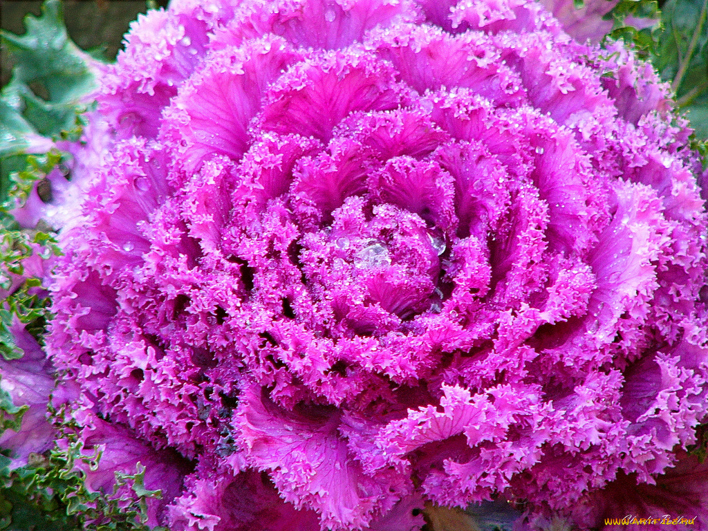 цветы, декоративная, капуста