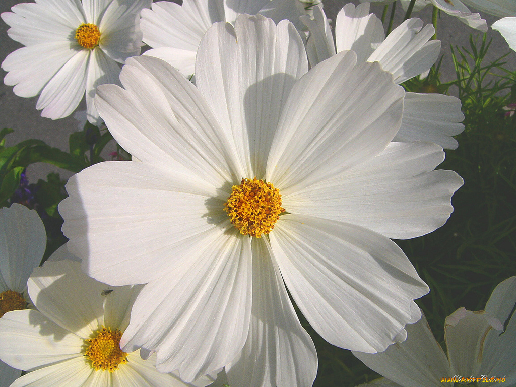 цветы, космея