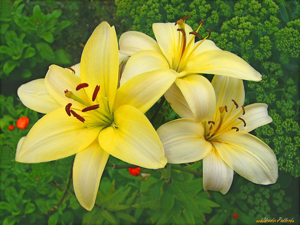 цветы, лилии, лилейники