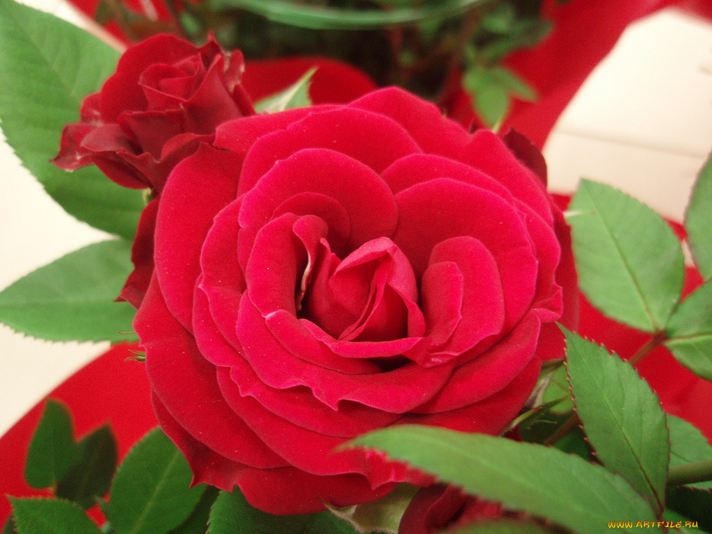 цветы, розы