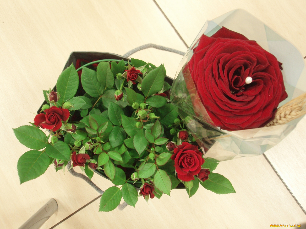 цветы, розы