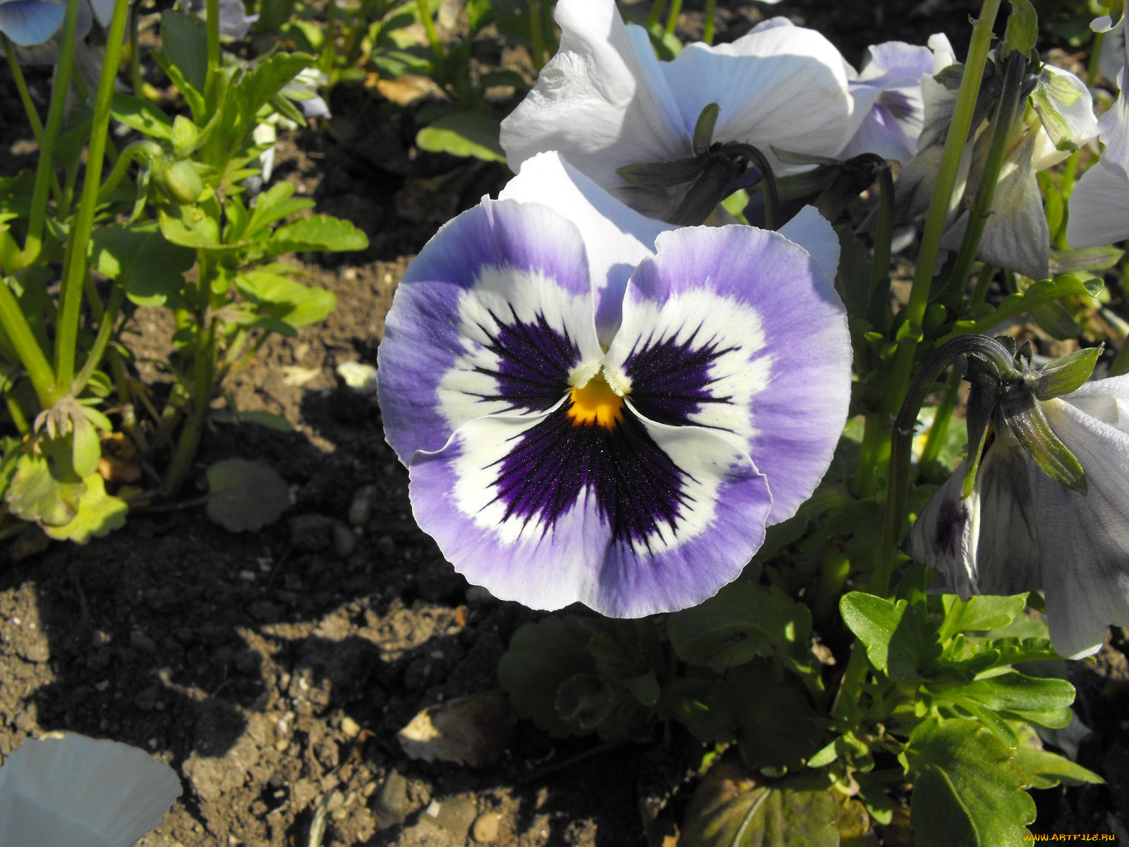 цветы, анютины, глазки, садовые, фиалки