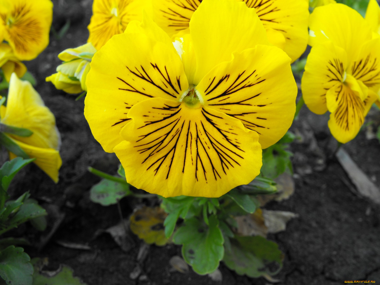 цветы, анютины, глазки, садовые, фиалки