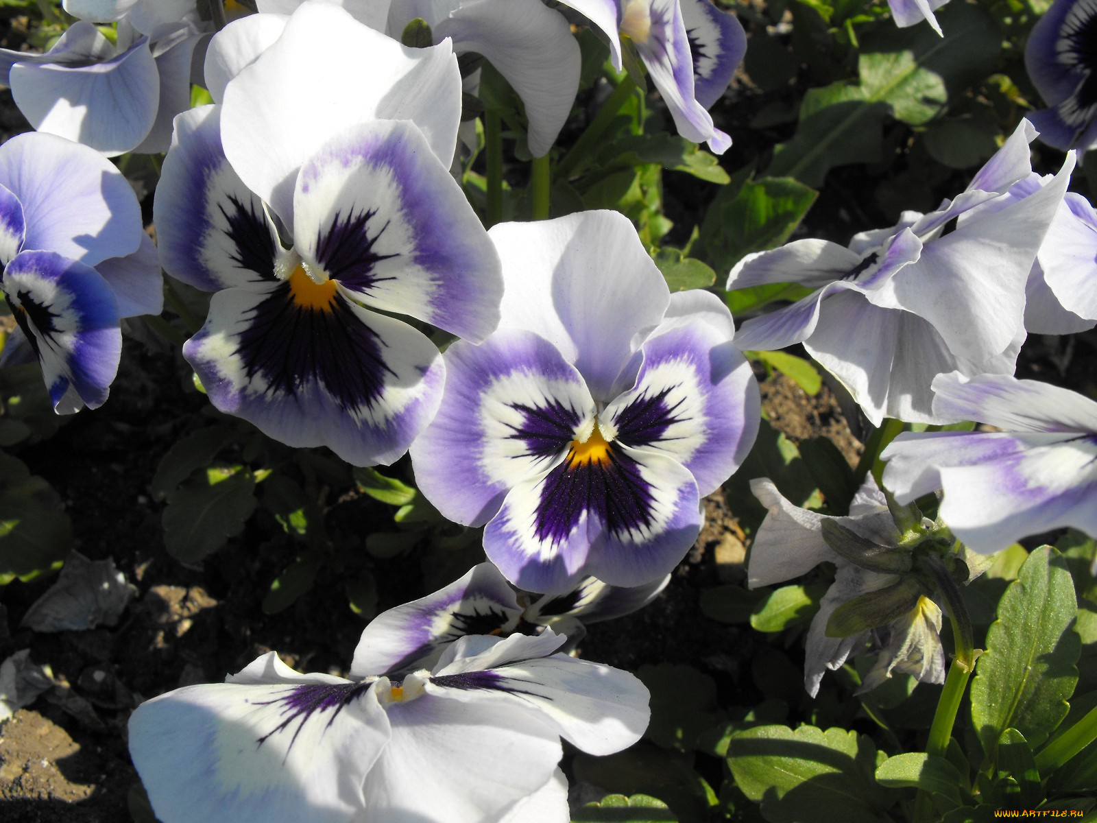 цветы, анютины, глазки, садовые, фиалки