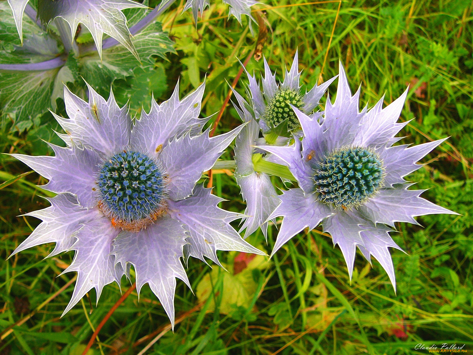 цветы, Чертополох, репейник