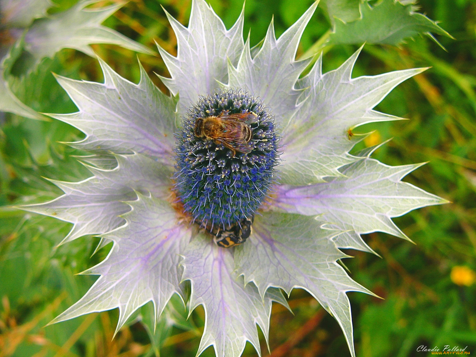 цветы, Чертополох, репейник