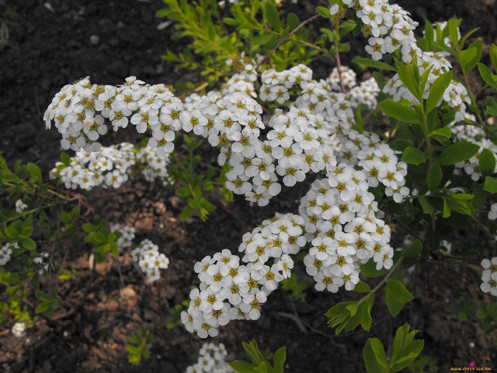 цветы, цветущие, деревья, кустарники