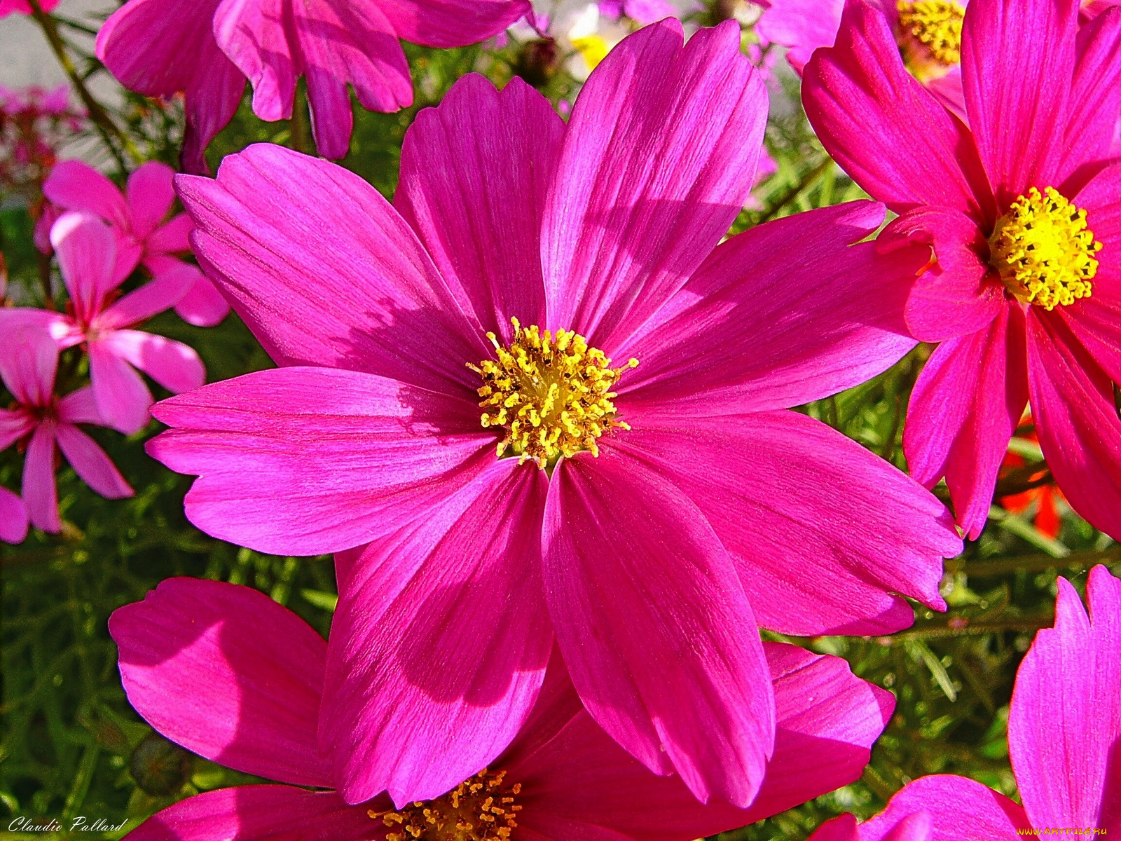 цветы, космея