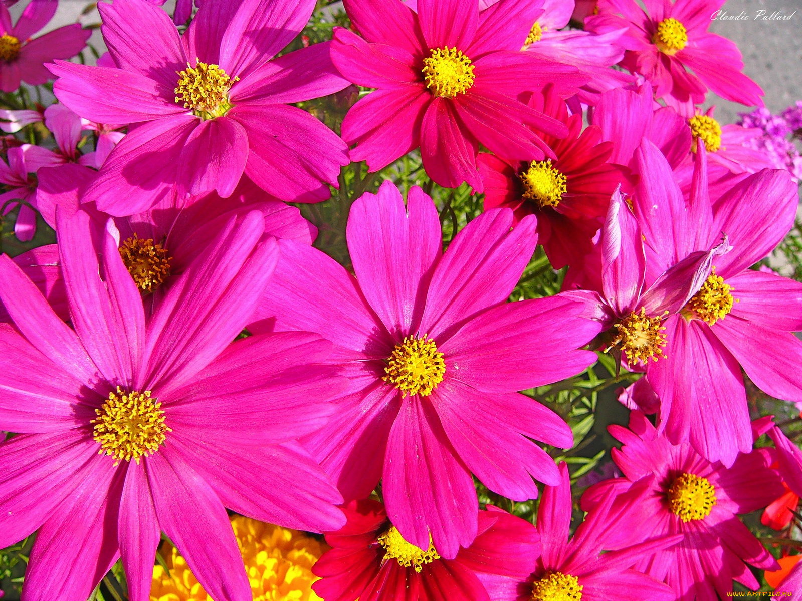 цветы, космея