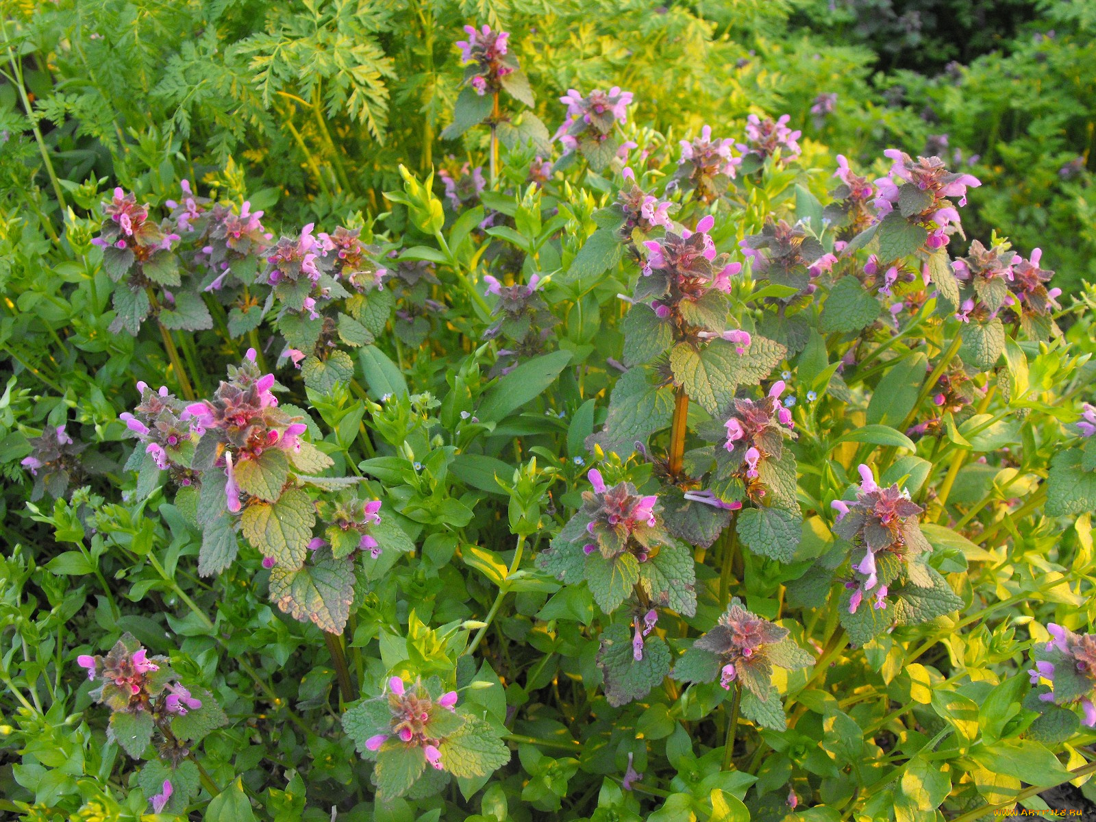 цветы, луговые, полевые