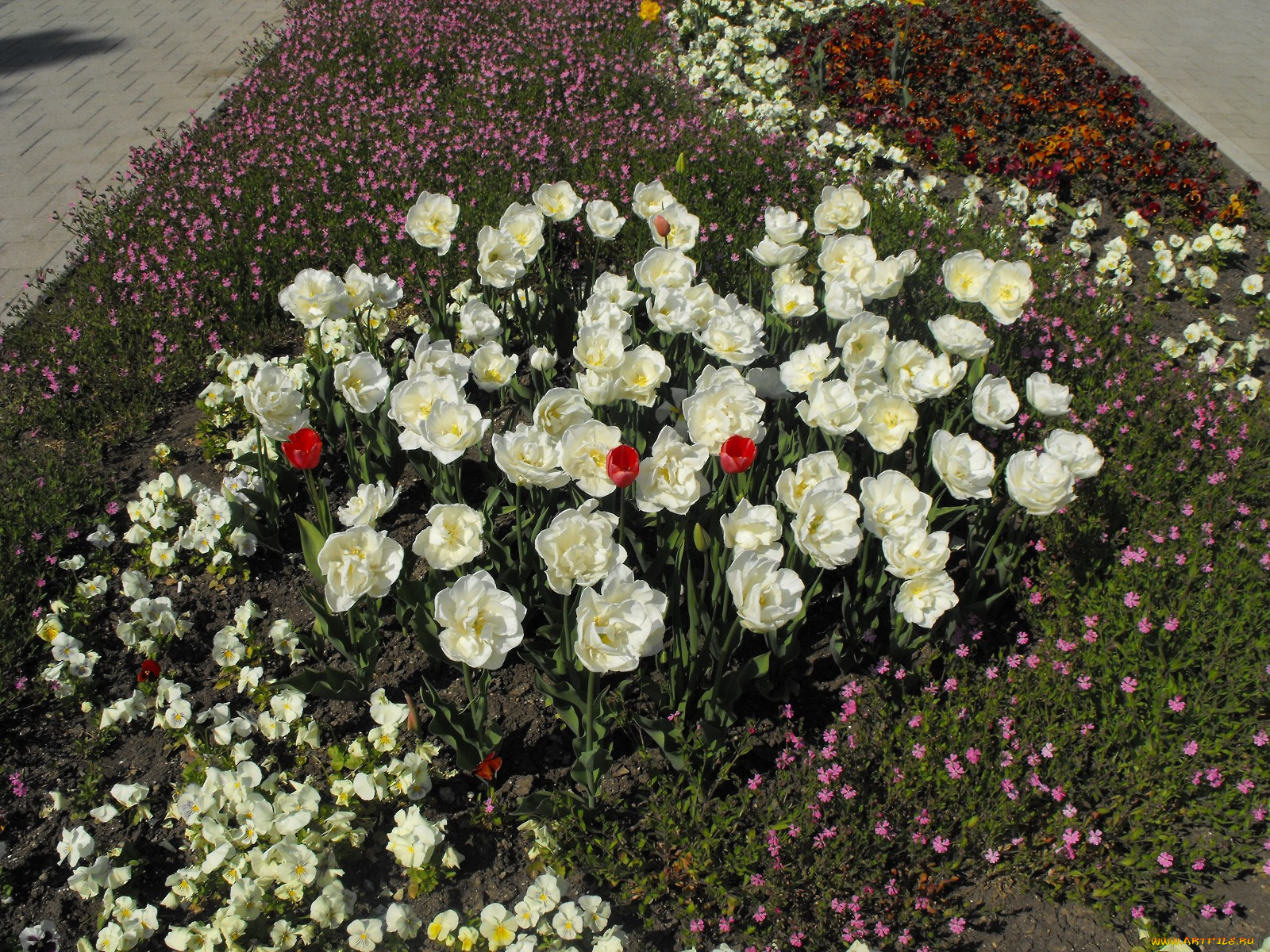 цветы, разные, вместе