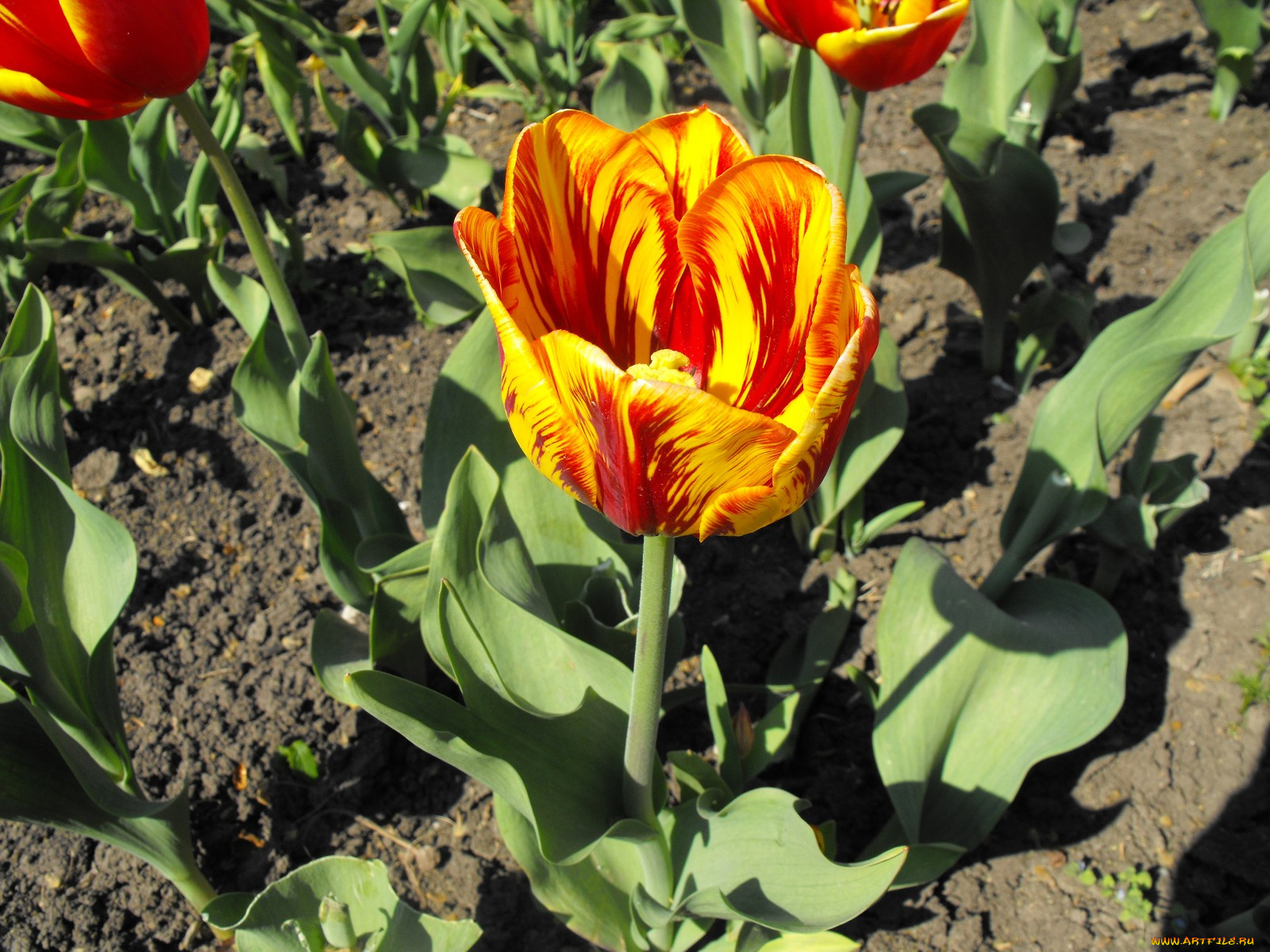 цветы, тюльпаны