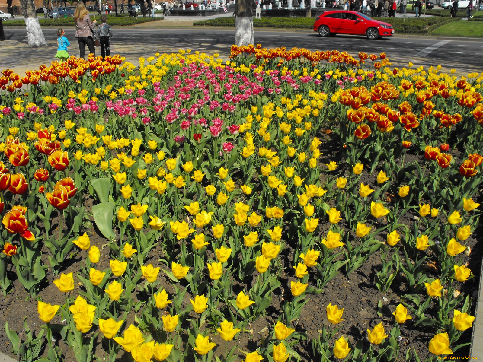 цветы, тюльпаны