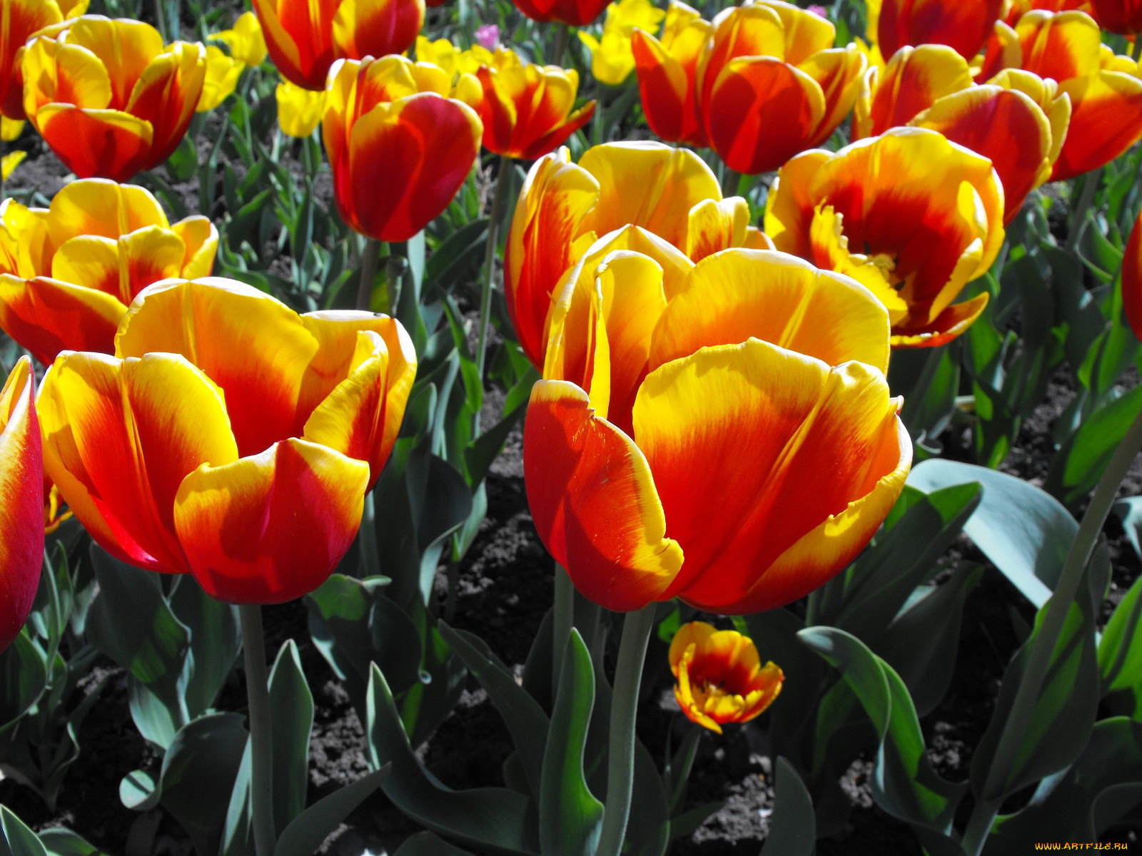 цветы, тюльпаны