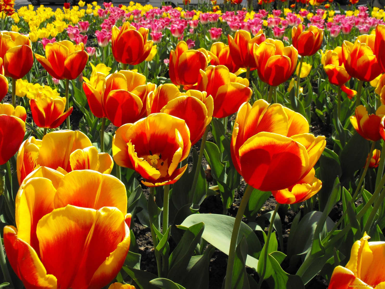 цветы, тюльпаны