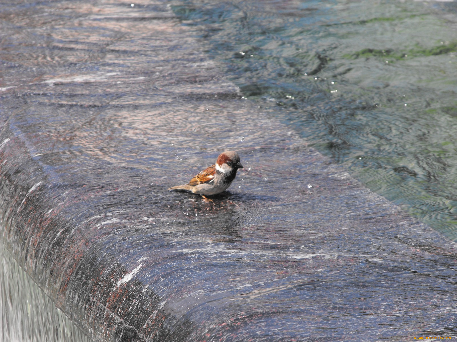 животные, воробьи