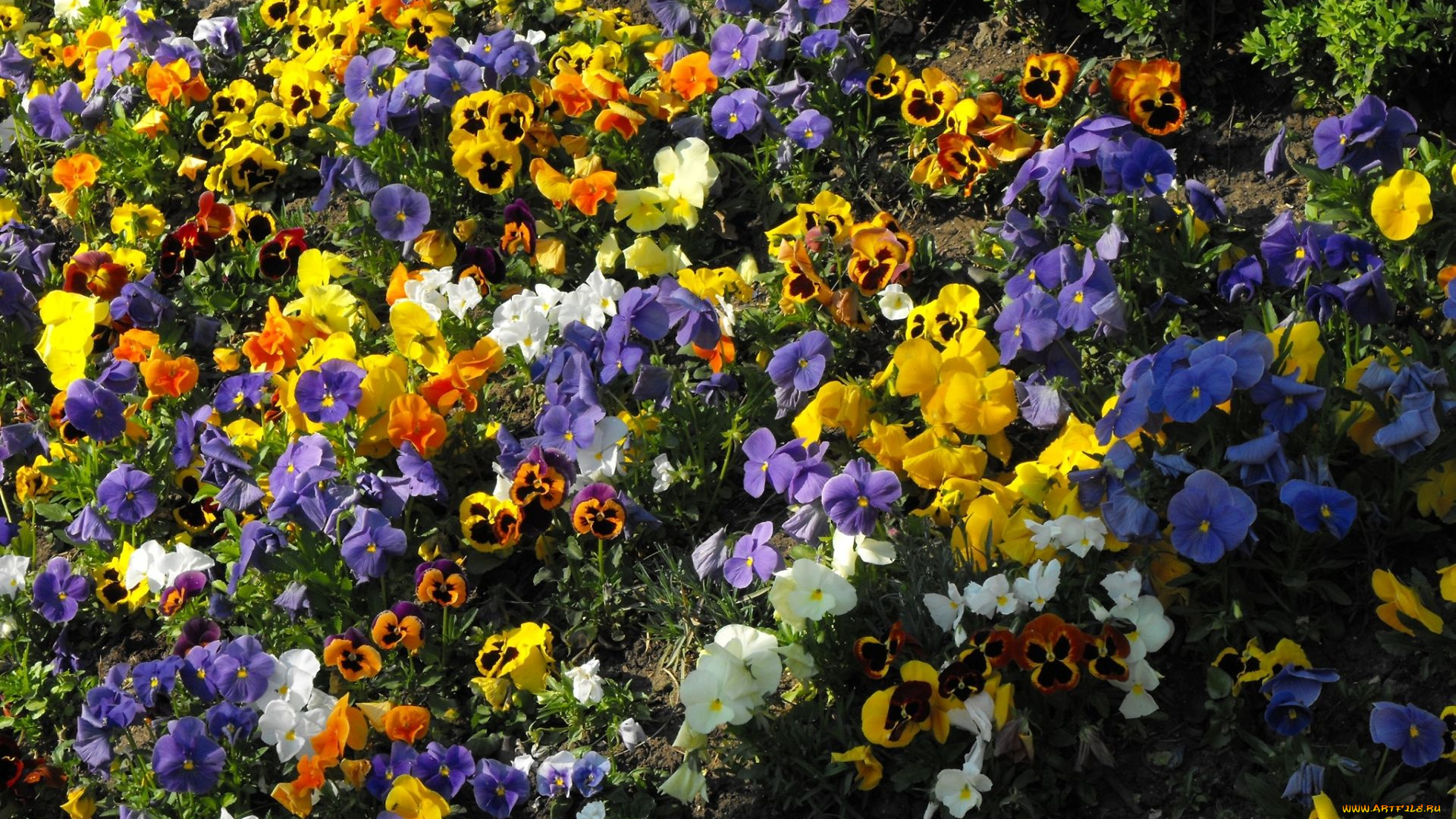 цветы, анютины, глазки, садовые, фиалки