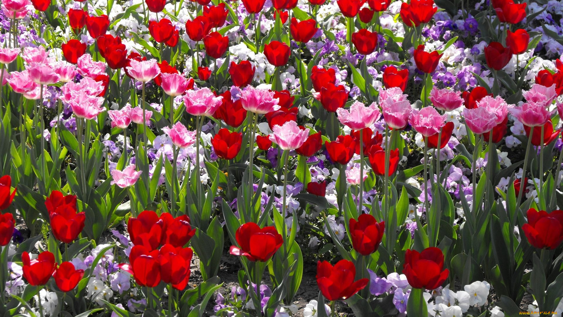 цветы, разные, вместе