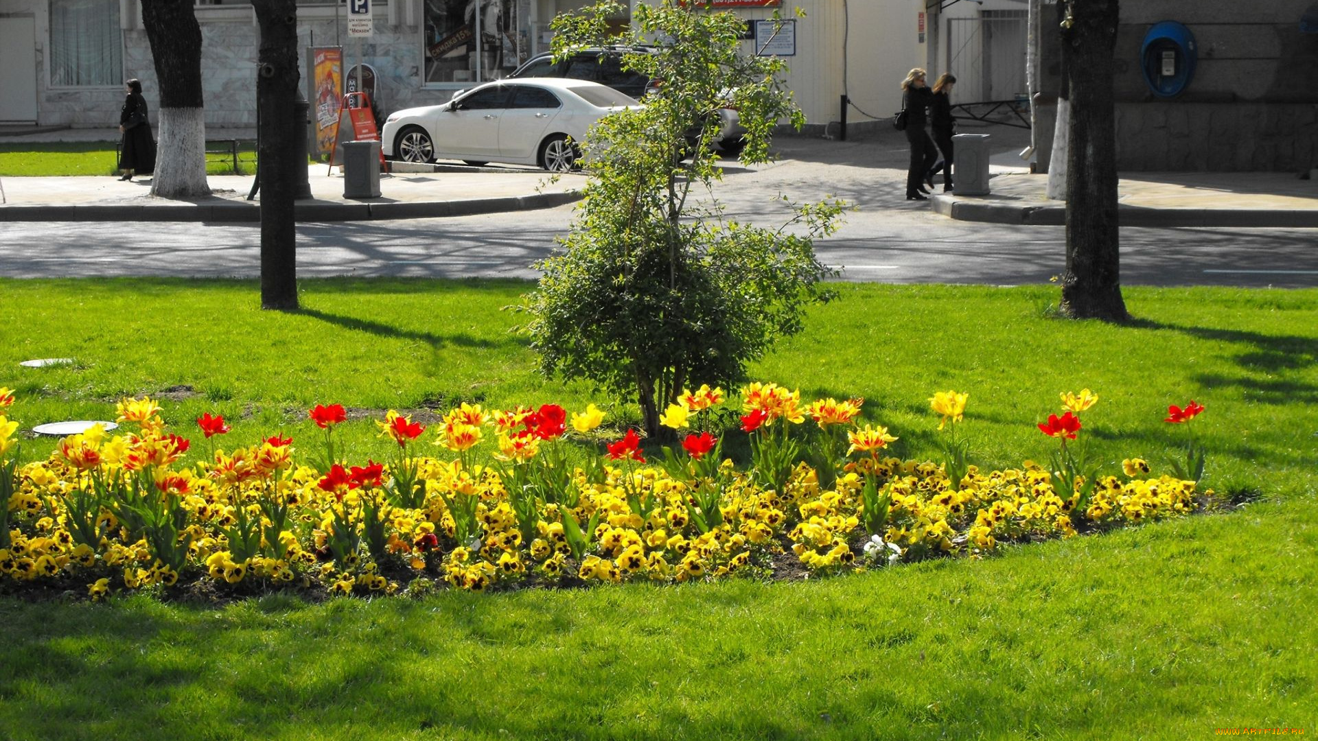 цветы, разные, вместе