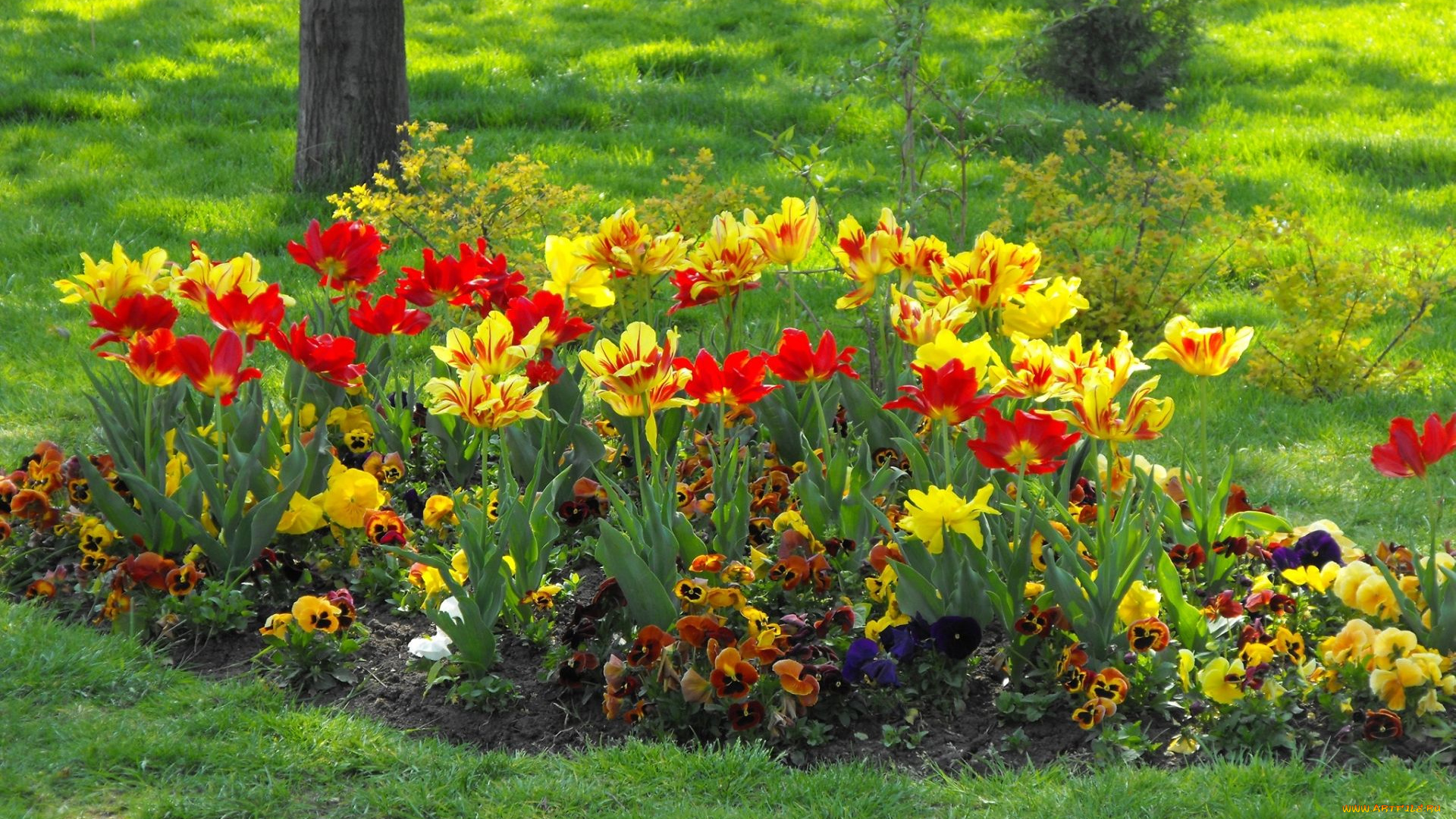 цветы, разные, вместе