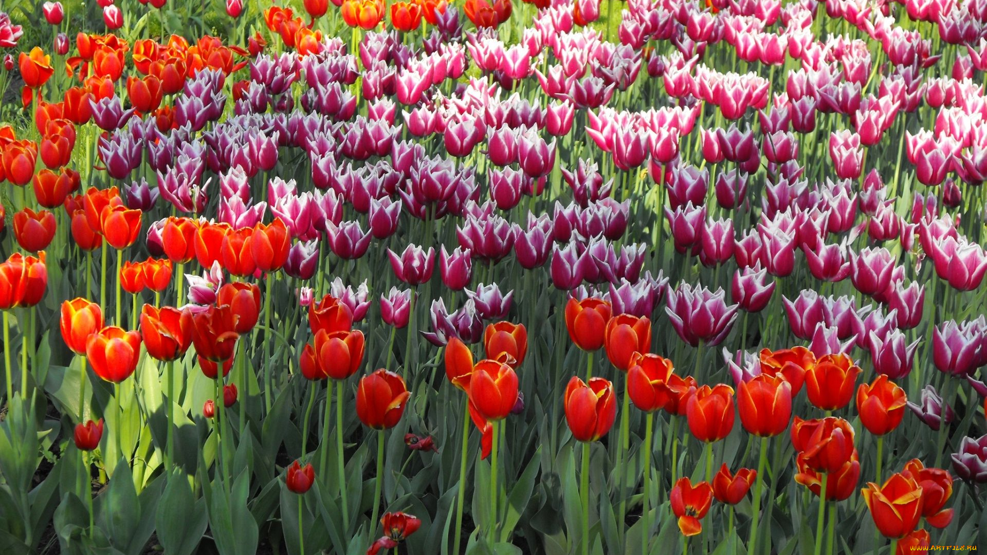 цветы, тюльпаны