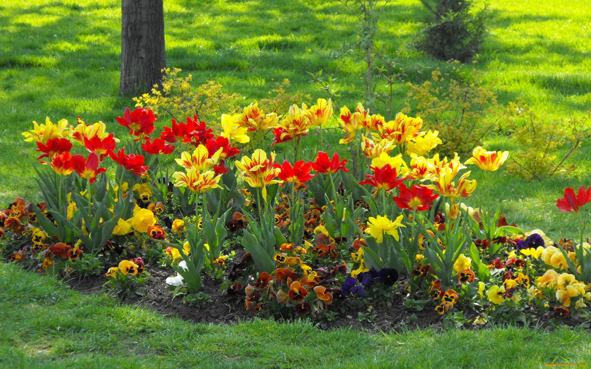 цветы, разные, вместе