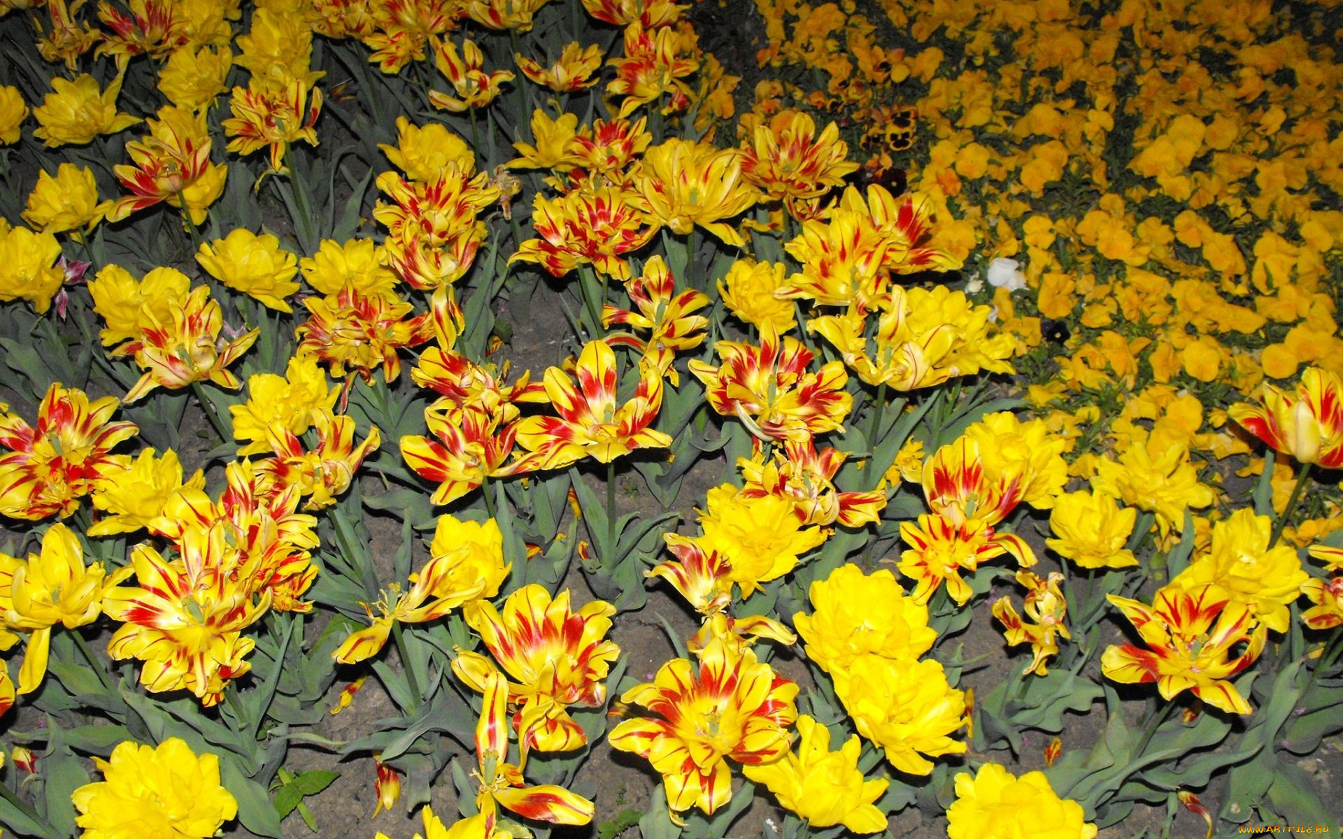 цветы, тюльпаны