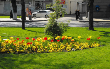 Картинка цветы разные вместе