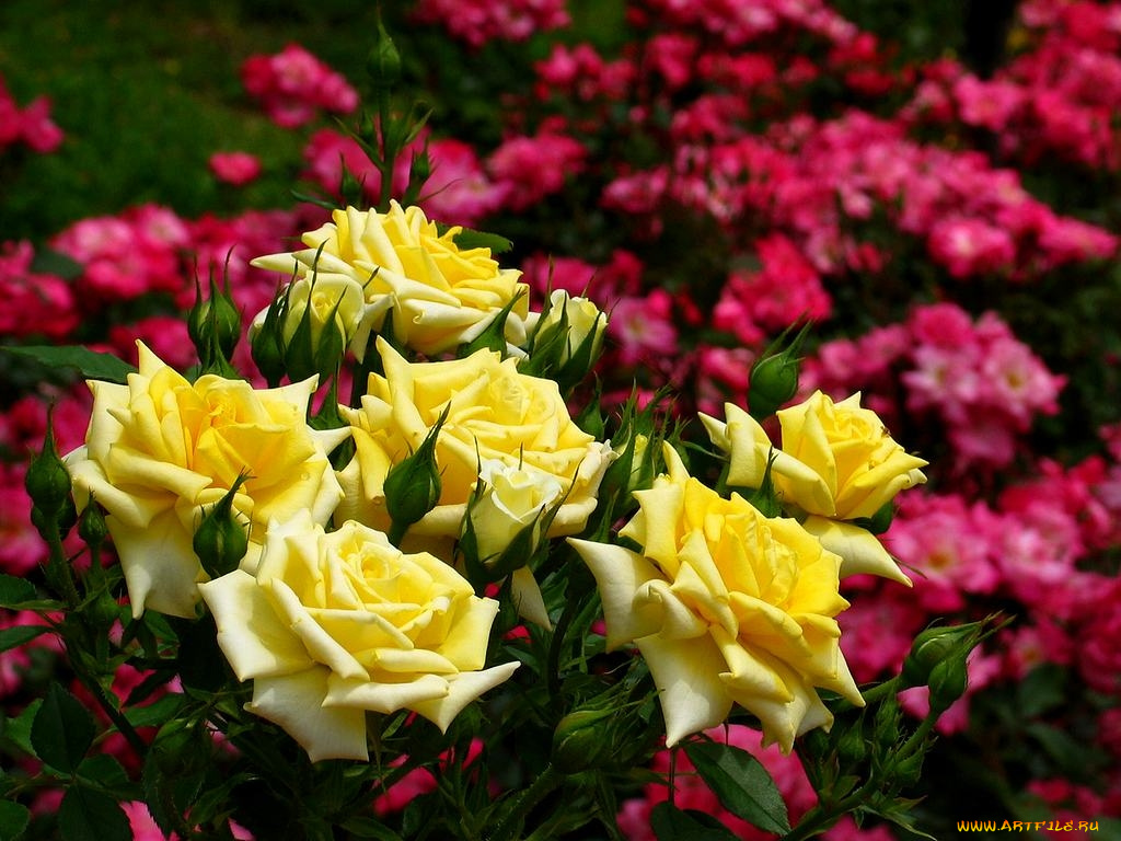 цветы, розы