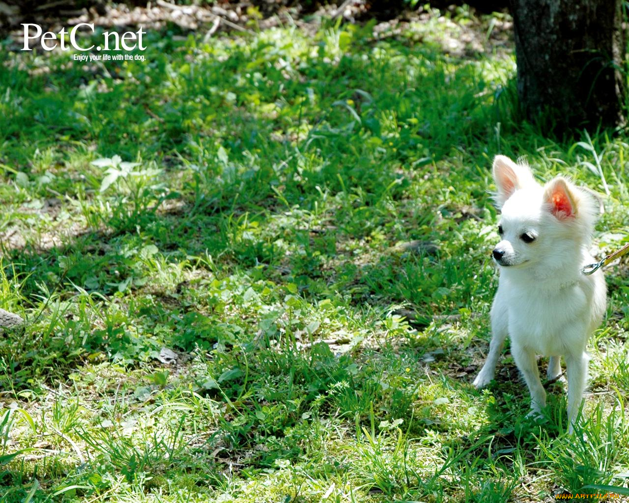 животные, собаки