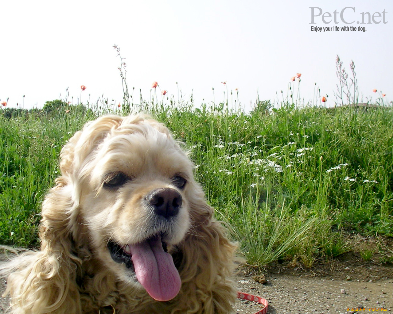животные, собаки