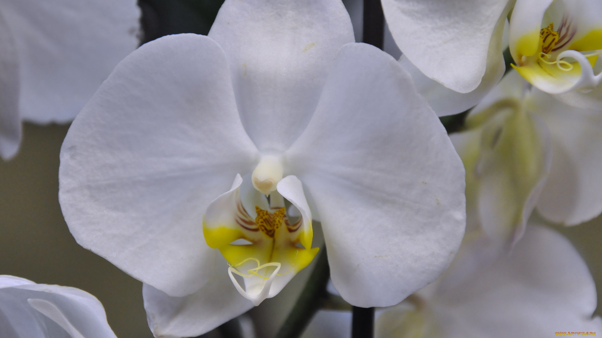 цветы, орхидеи