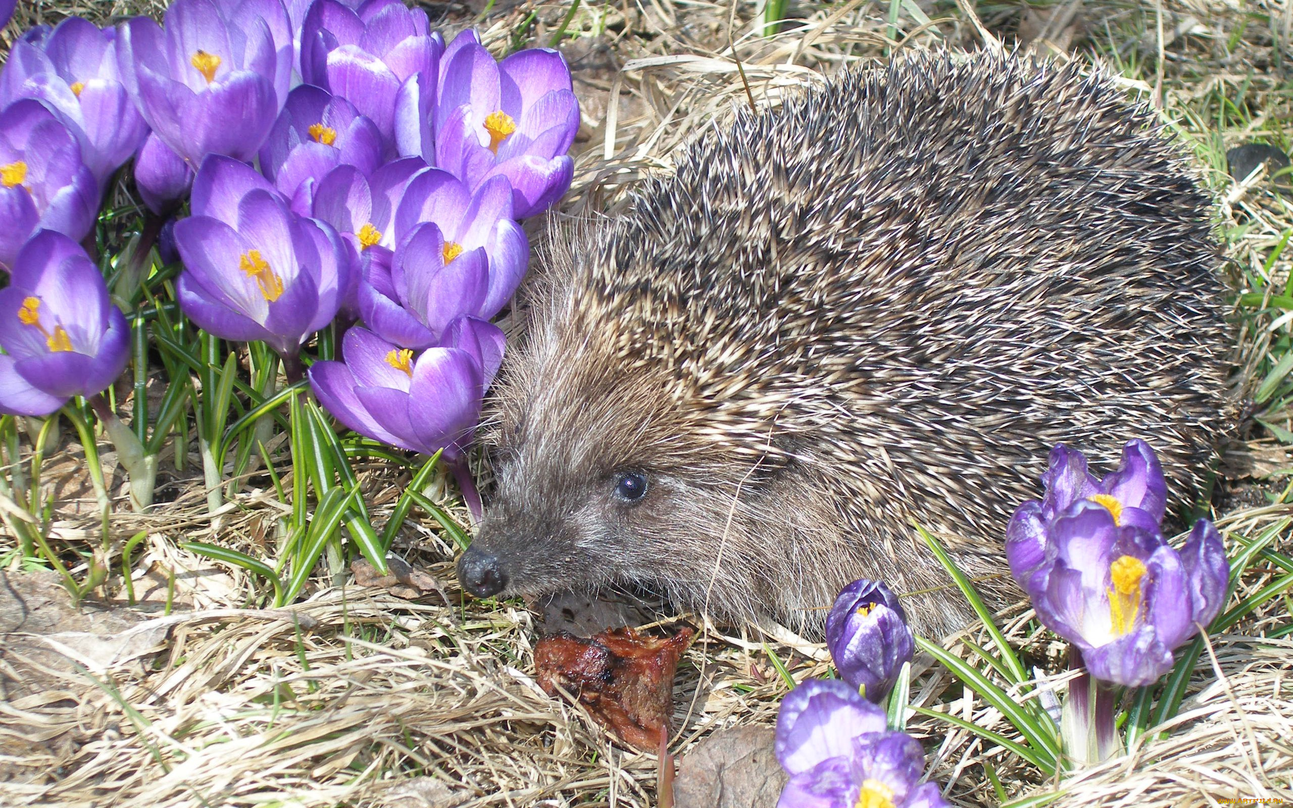 животные, ежи