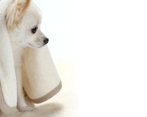 Картинка животные собаки