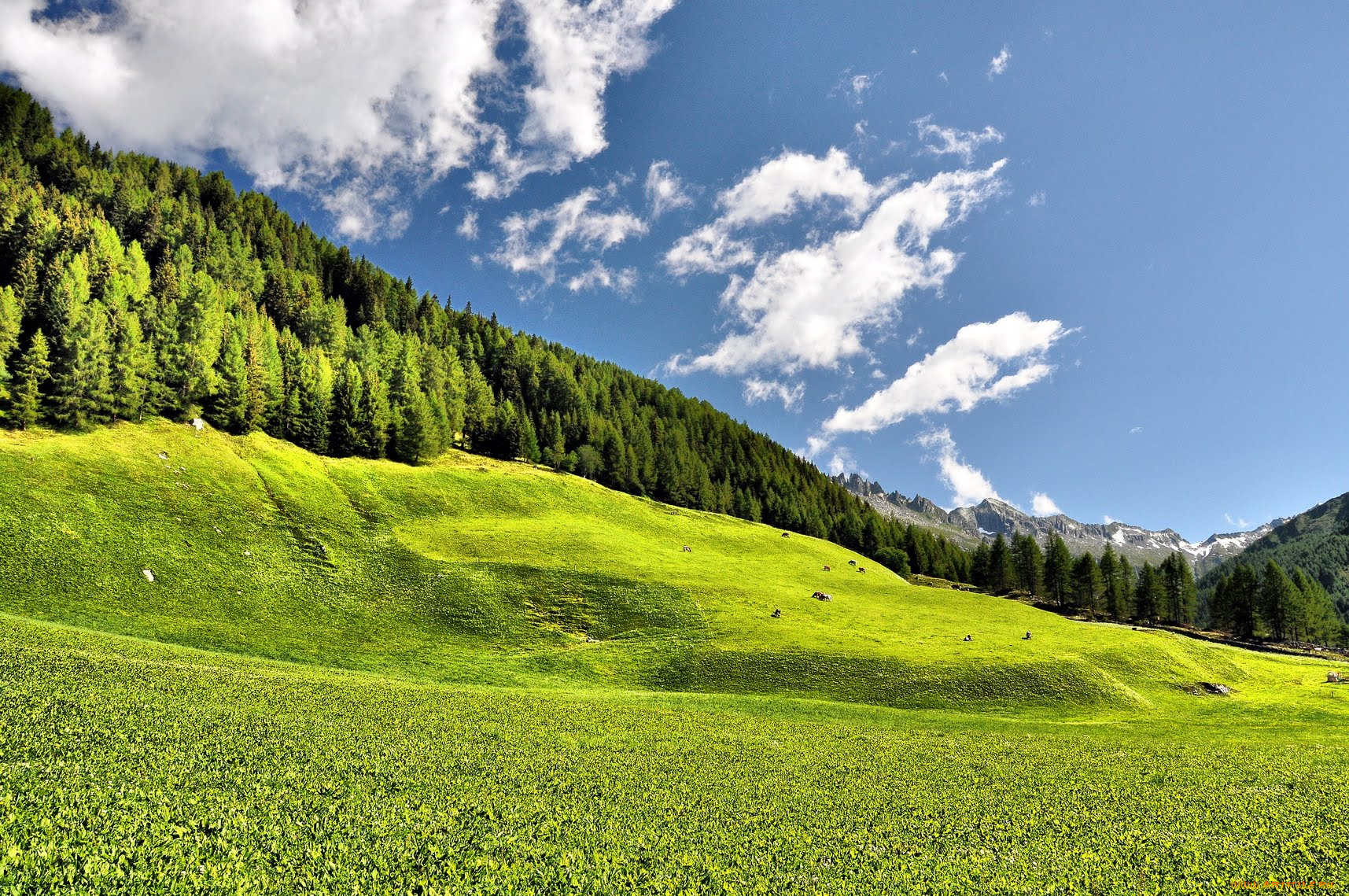 природа, луга, италия