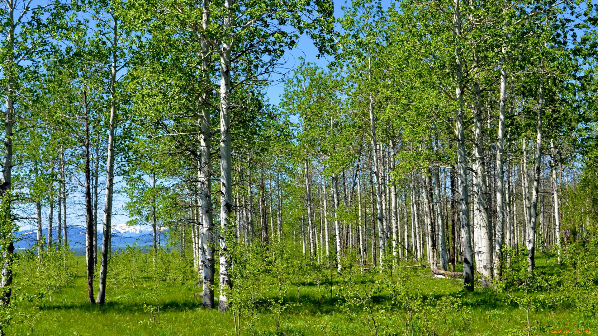 природа, деревья, чаща, берёзы