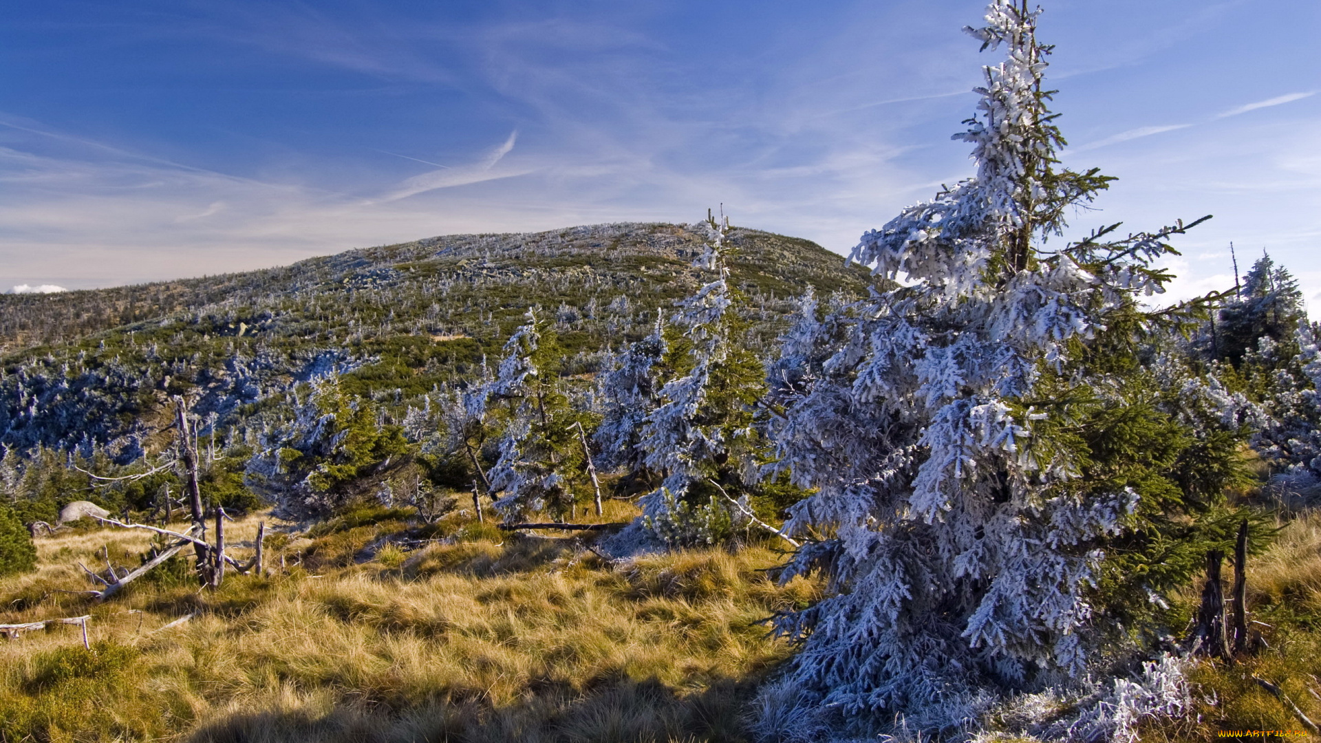 природа, деревья, небо, поле, ели