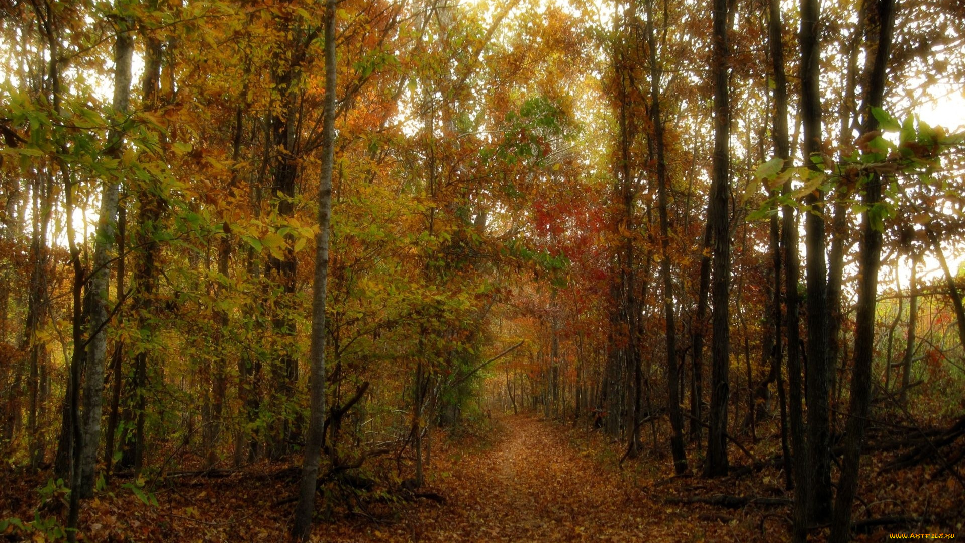 природа, дороги, тропинка