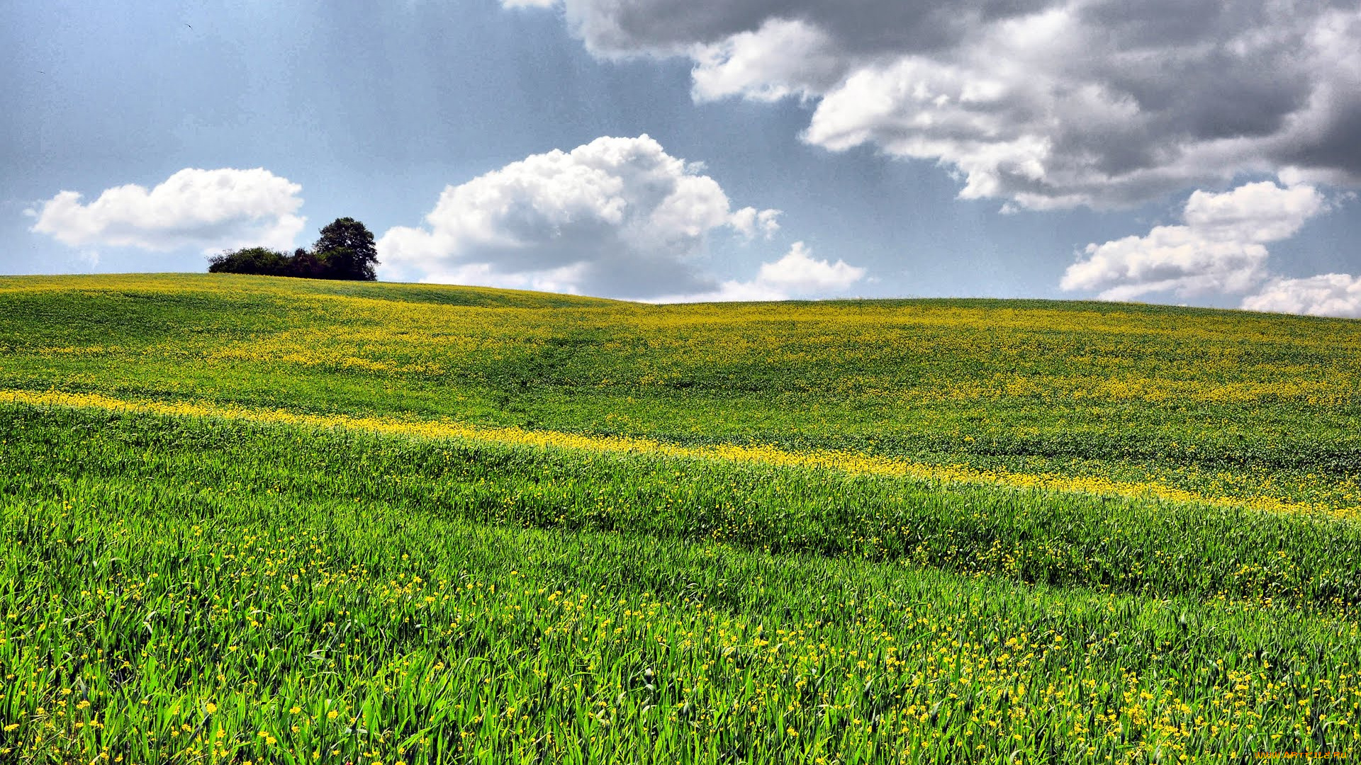 природа, луга, toscana