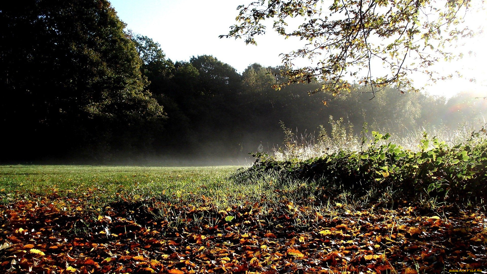 природа, пейзажи, листья, лес, деревья, осень