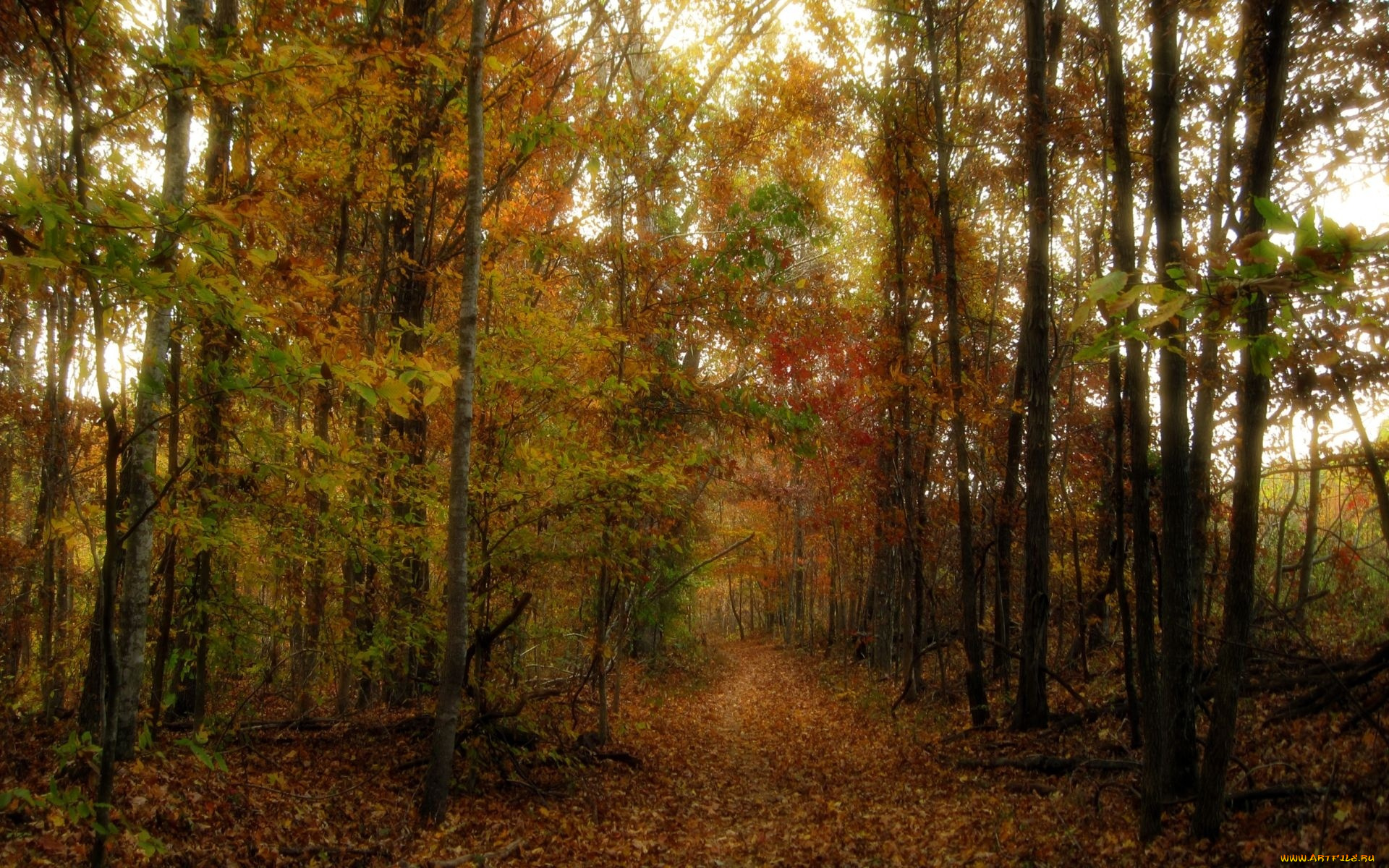 природа, дороги, тропинка